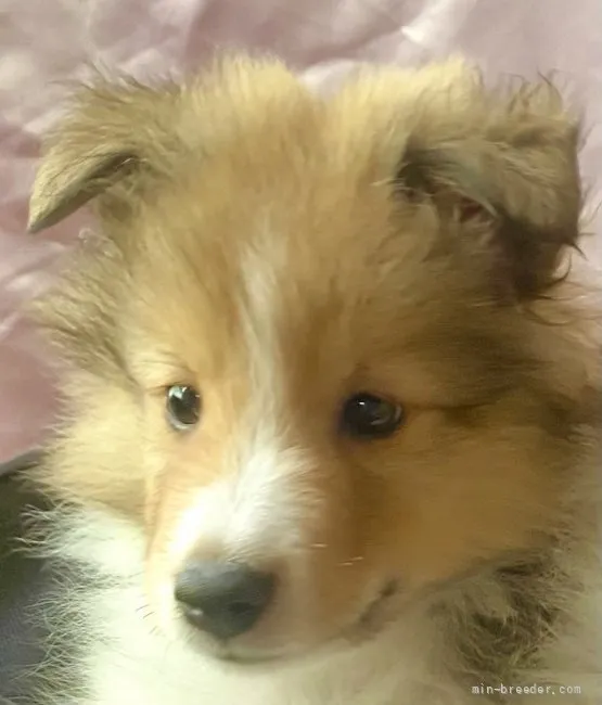 ID:2108-01547の子犬