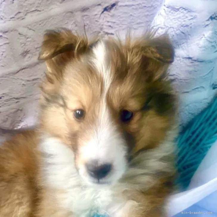 ID:2302-02829の子犬