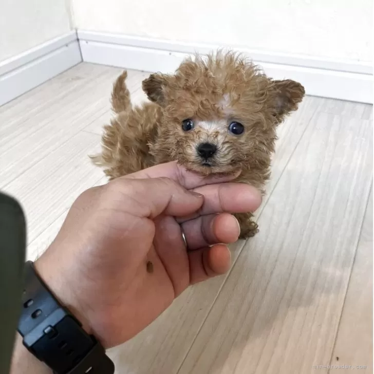 ID:2504-06811の子犬
