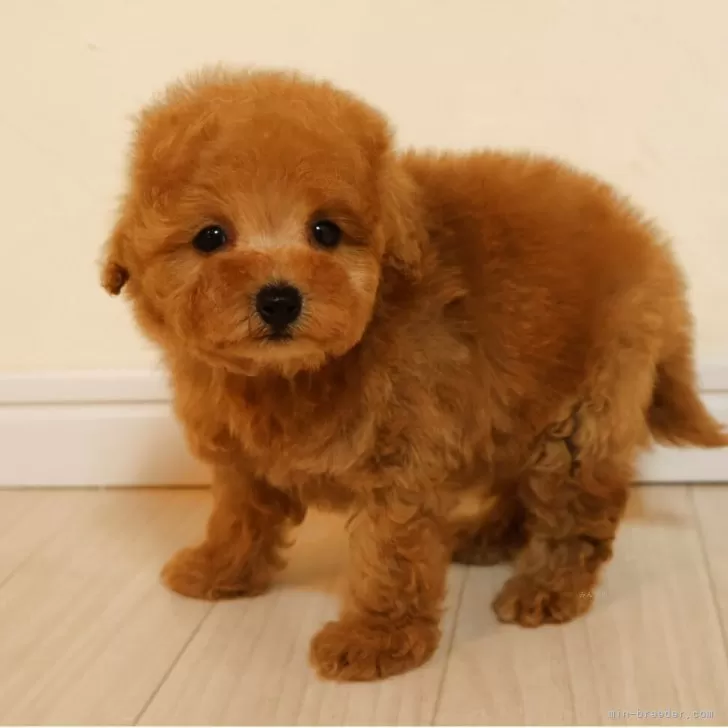 H.H 様のお迎えした子犬