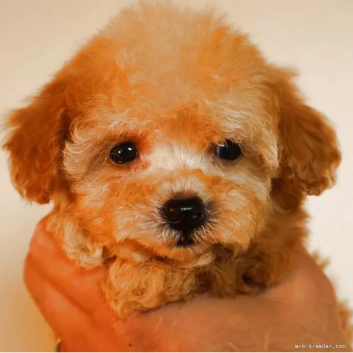 ID：2506-00163の子犬