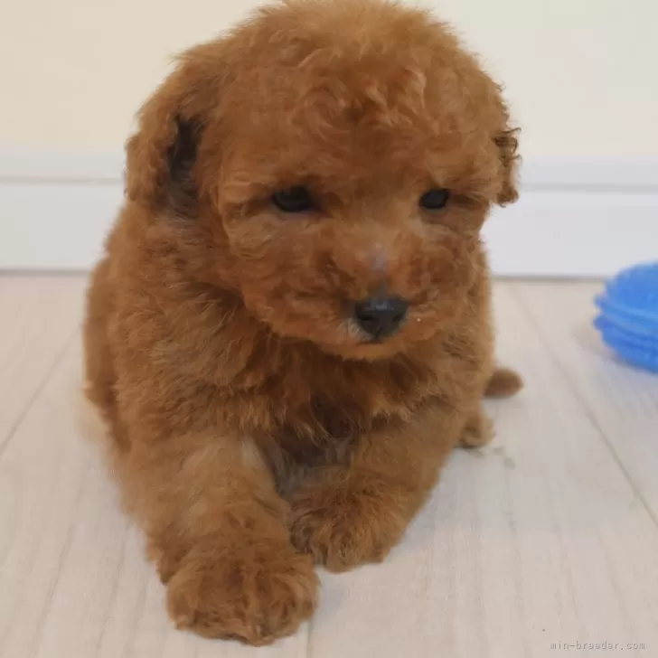 K.N 様のお迎えした子犬