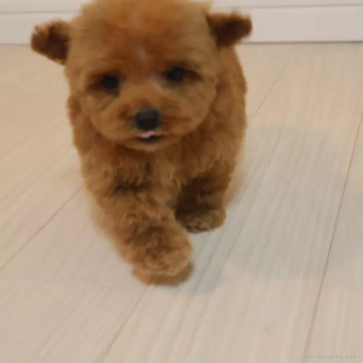 ID：2502-03426の子犬