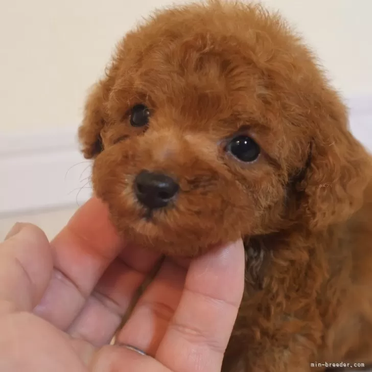 ID:2501-03865の子犬