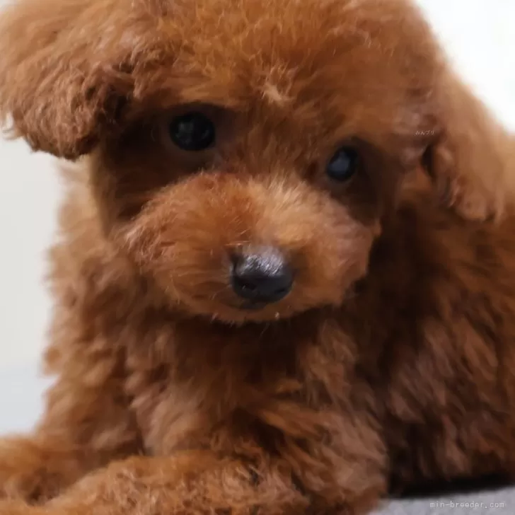 ID:2502-07328の子犬