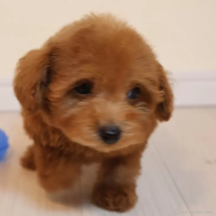 ジロー 様のお迎えした子犬