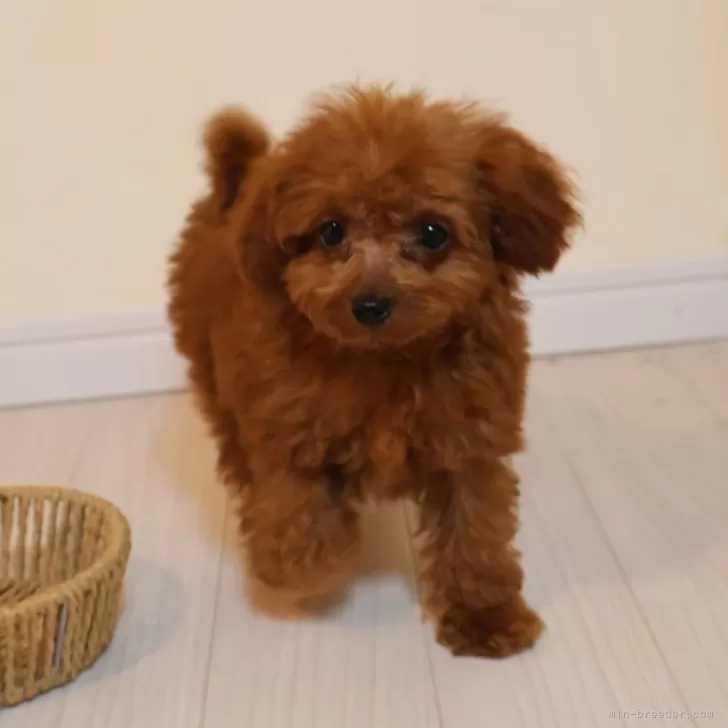 ID:2410-05572の子犬