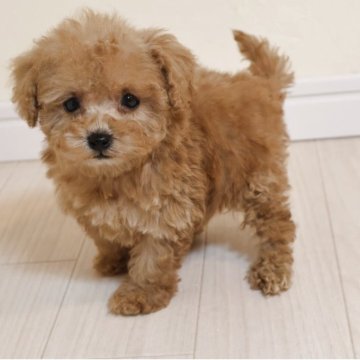 トイプードル(トイ)【広島県・女の子・2025年10月24日・レッド】の写真「かわいい女の子」