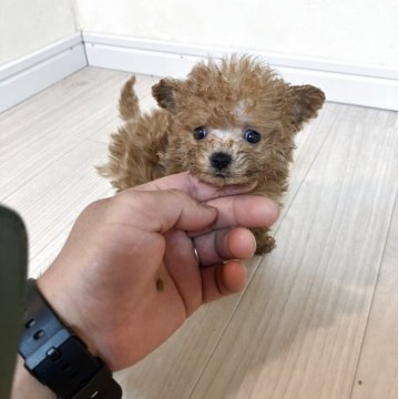トイプードル(ティーカップ)【広島県・男の子・2025年3月5日・アプリ】の写真「かわいい男の子」