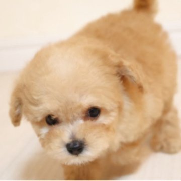 トイプードル(タイニー)【広島県・女の子・2025年9月30日・アプリ】の写真「かわいい女の子」