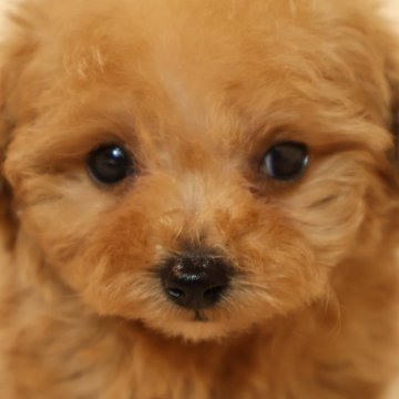トイプードル(タイニー)【広島県・男の子・2025年1月26日・アプリ】の写真「むちゃかわいい男の子です」