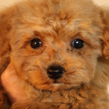 トイプードル(トイ)【広島県・男の子・2024年12月19日・レッド】の写真「毛量も多くてかわいいです」