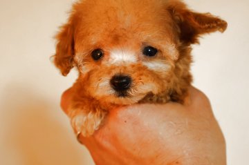 トイプードル(ティーカップ)【広島県・男の子・2025年4月12日・アプリ】の写真「アプリのかわいい男の子」