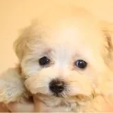 ティーカッププードル