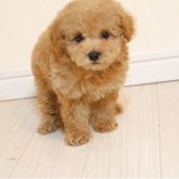 トイプードル(トイ)