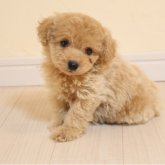 トイプードル(トイ)