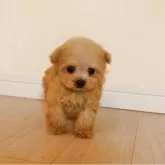 ティーカッププードル