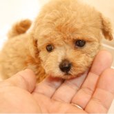 トイプードル(タイニー)