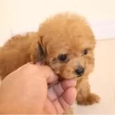 ティーカッププードル【広島県・女の子・2025年9月7日・レッド】の写真1