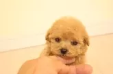 トイプードル(トイ)【広島県・女の子・2025年9月7日・アプリ】の写真3