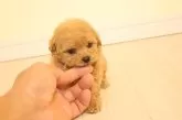 トイプードル(トイ)【広島県・女の子・2025年9月7日・アプリ】の写真4