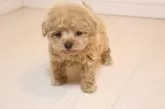 ティーカッププードル【広島県・女の子・2025年10月14日・アプリ】の写真4
