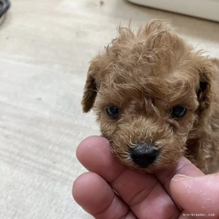 ID:2402-04246の子犬