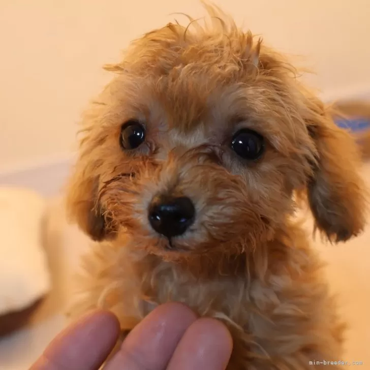 ID:2408-02650の子犬