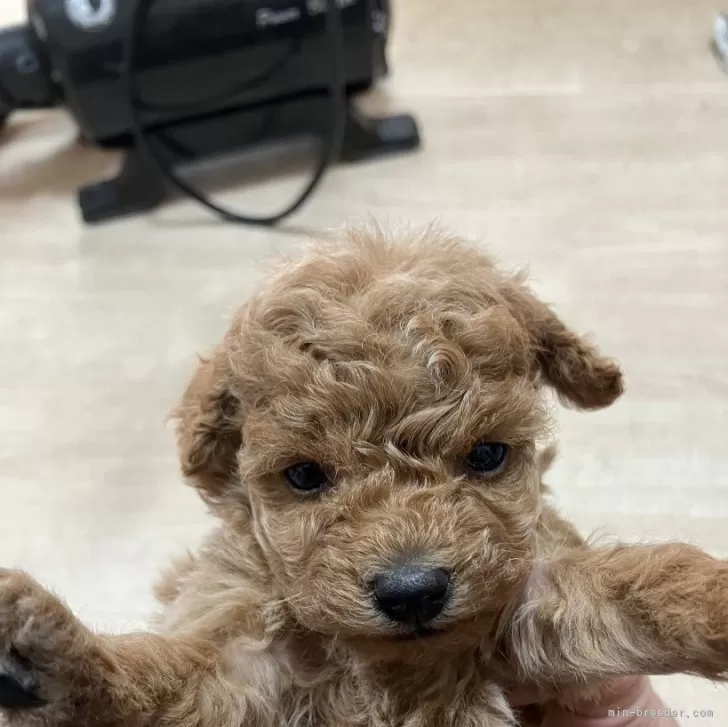 ID:2402-03273の子犬