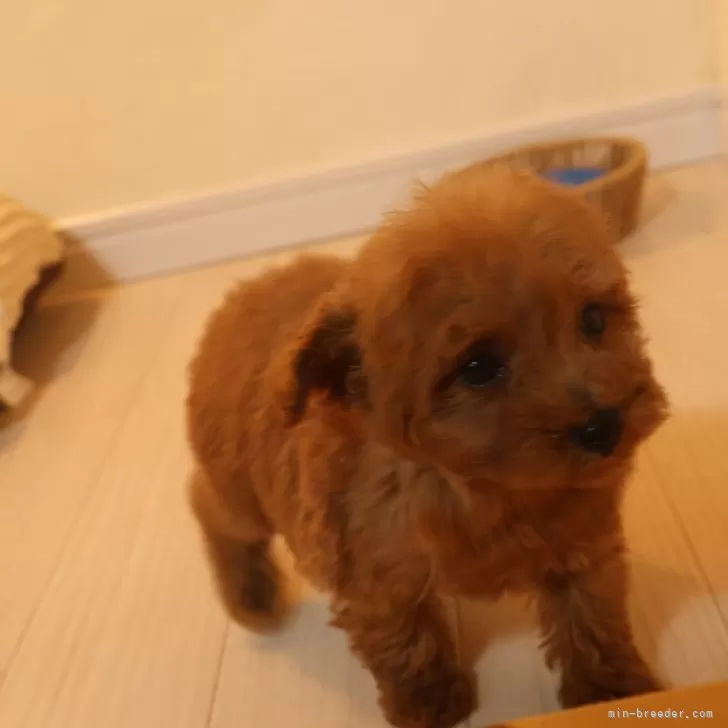 ID：2409-03495の子犬