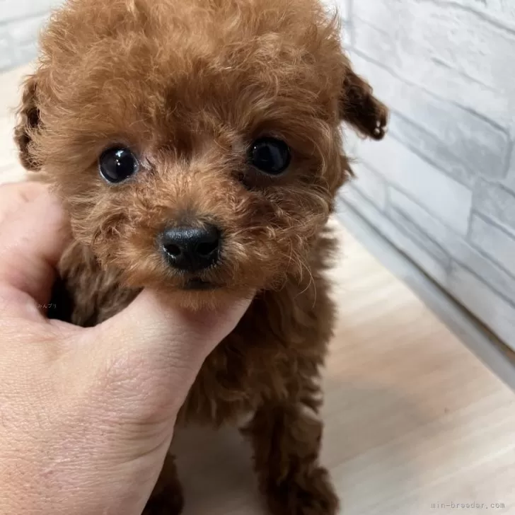 ID:2403-04246の子犬