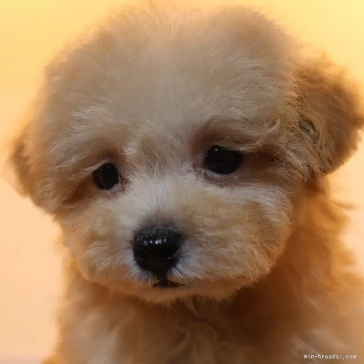 ID:2409-00264の子犬
