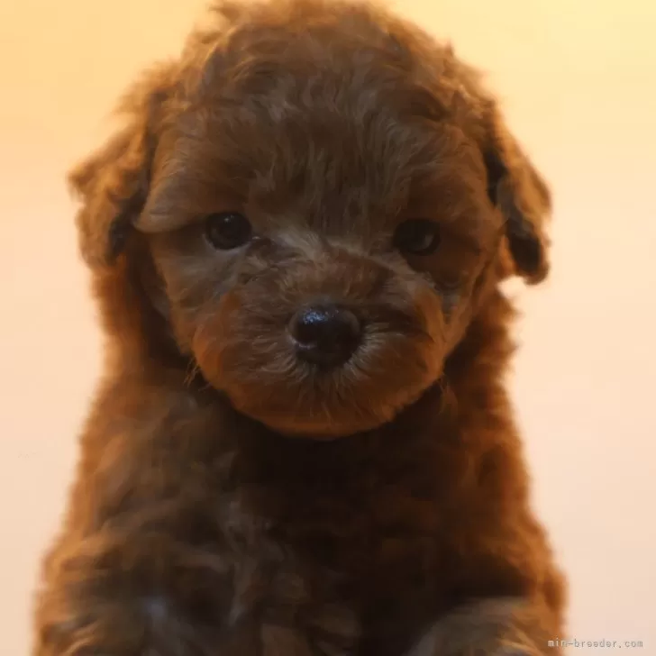 ID:2409-03511の子犬