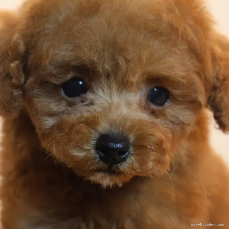 ID:2408-03783の子犬