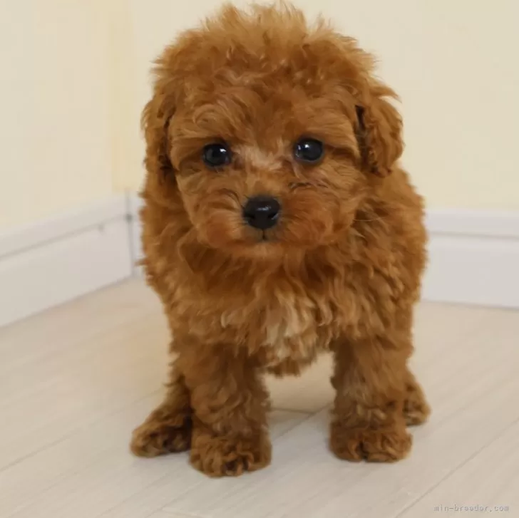 ゆんぼ 様のお迎えした子犬