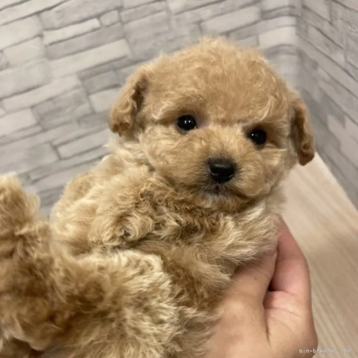 ID:2311-05562の子犬