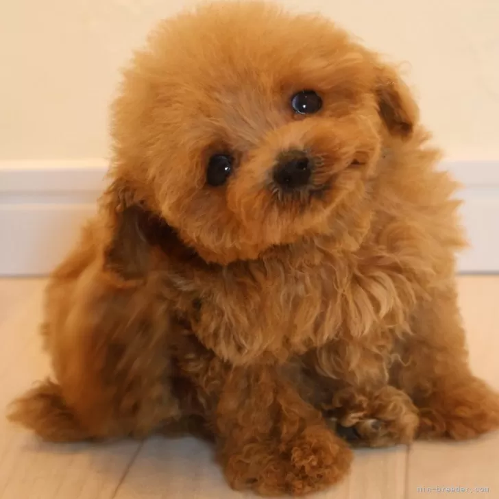 ID:2408-01537の子犬