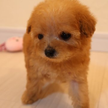 トイプードル(タイニー)【広島県・女の子・2024年7月24日・アプリ】の写真「小さくて可愛い女の子」