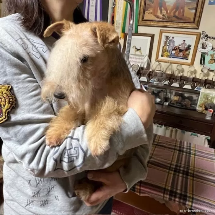 ID:2502-00905の子犬