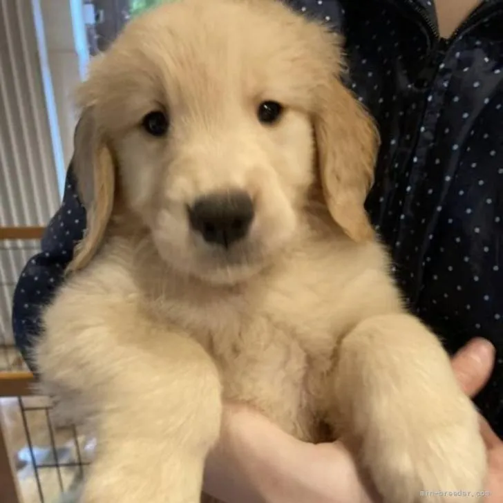 ID：2206-00059の子犬