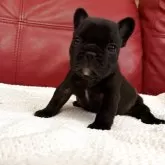 フレンチブルドッグ