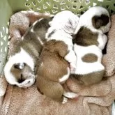 ブルドッグ【茨城県・女の子・2025年7月20日・フォーンアンドホワイト】の写真7