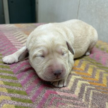 ラブラドールレトリバー【熊本県・女の子・2025年11月1日・イエロー】の写真「予約受付中！」