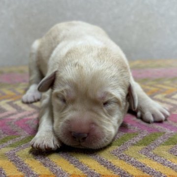 ラブラドールレトリバー【熊本県・男の子・2025年11月1日・イエロー】の写真「予約受付中！」