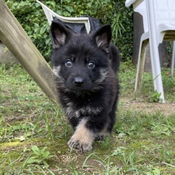 ジャーマン・シェパード・ドッグ【熊本県・男の子・2025年5月5日・ブラックタン】の写真「訓練系統！かわいく元気な男の子！」