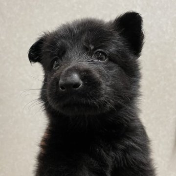 リサラーソン　ジャーマンシェパードブラック リサラーソン シェパード2体セット オールブラック 犬の置物