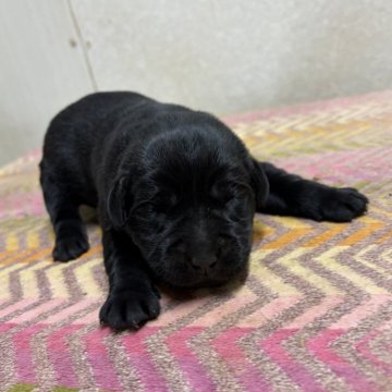 ラブラドールレトリバー【熊本県・女の子・2025年11月1日・ブラック】の写真「予約受付中！」
