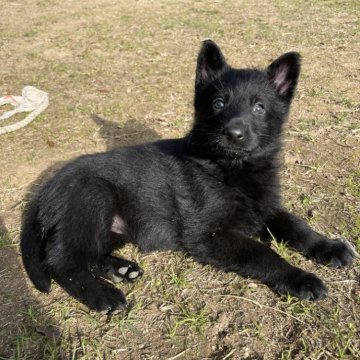 ジャーマン・シェパード・ドッグ【熊本県・女の子・2024年11月4日・ブラック】の写真「元気いっぱい女の子」