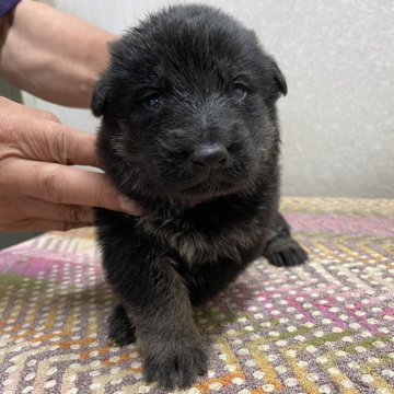 ジャーマン・シェパード・ドッグ【熊本県・女の子・2025年5月5日・ブラックタン】の写真「唯一のブラックタン女の子」