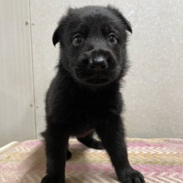 リサラーソン　ジャーマンシェパードブラック リサラーソン シェパード2体セット オールブラック 犬の置物
